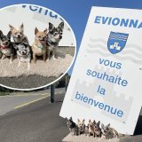 À Evionnaz, on aime les chihuahuas : Meiko, Chaussette, Casper, Skippy, Clochette et Popcorn posent fièrement à l'entrée du village.
